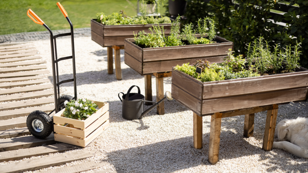 seedlings-being-transferred-to-the-pots